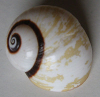 Polymita picta nigrolimbata 3)  Torre, 1950