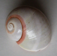 Polymita picta roseolimbata 1)  (Torre, 1850)