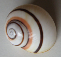 Polymita picta roseolimbata 2) (Torre, 1850)