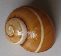 Polymita picta fuscolimbata, Torre, 1950