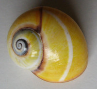 Polymita picta fuscolimbata, Torre, 1950
