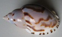 Casmaria turgida  Reeve, 1848