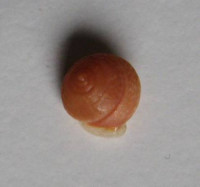 Lucidella aureola montegeonsis  Brown, 1913 