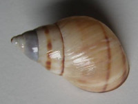 Orthalicus undatus   (Bruguière, 1789)  	