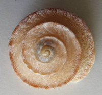 Rossmaessleria homadensis  (Rutlland, 1974)  