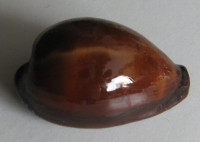 Cypraea adusta , (Lamarck, 1810)