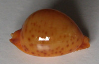 Cypraea globulus sphaeridium , F. A. Schilder & M. Schilder, 1938