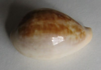 Cypraea angelicae, Clover, 1974