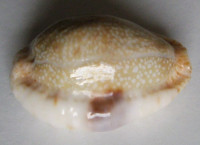 Cypraea erosa lactescens,  Dautzenberg, 1933