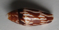 Conus cylindraceus, Broderip, 1833