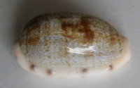 Cypraea pellucens, Melvill, 1888