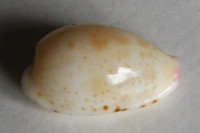 Cypraea hammondae raysummersi, Schilder, 1960