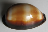 Cypraea talpa vivida  Bridges, 2018  - NEW SUBSPECIE