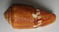 Conus coccineus, Gmelin, J.F., 1791