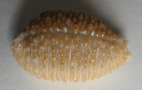 Cypraea nucleus gemmosa  (Perry, 1811)