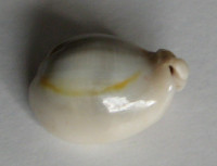 Cypraea annulus, Linnaeus, 1759 FREAK