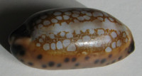 Cypraea scurra mundula, Lorenz, 2009