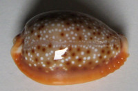 Cypraea bellatrix   Lorenz, 2009