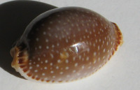 Cypraea semiplota  Mighels, 1845