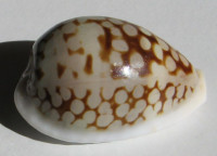 Cypraea gravida (Moretzsohn, 2002)