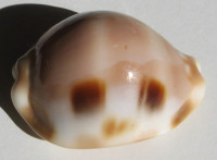 Cypraea tessellata, Swainson, 1822