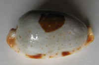 Cypraea stolida diauges salariensis, Bozzetti, 2008
