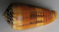 Conus alexisallaryi (Cossignani, 2018) NEW specimen