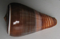 Conus buxeus   (Röding, P.F., 1798)
