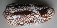 Conus omaria,  Hwass & Bruguiere, 1792