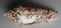 Conus bengalensis f. sumbawaensis, (Verbinnen, 2022) NEW