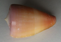 Conus connectens  A. Adams, 1855 