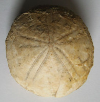 Echinolampas haemisphaericus  (Lamarck, 1816)