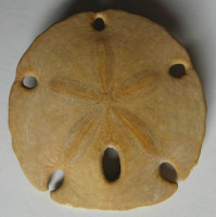 Encope californica  Verrill, 1870