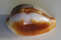 Cypraea onyx  Lamarck,1810  AWESOME