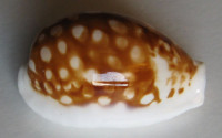 Cypraea exmouthensis rottnestensis 1)   Lorenz, 2002