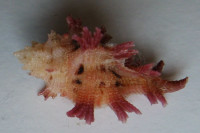 Pterynotus martinetana,  Röding, P.F., 1798