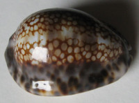Cypraea depressa gillei,  Jousseaume, 1893