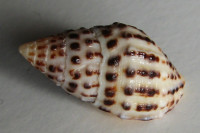 Peristernia gemmata, (Reeve, 1847)