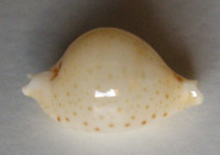 Cypraea cicercula takahashii  Moretzsohn, 2007