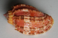 Harpa harpa, (Linnaeus, 1758)