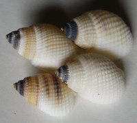 Nassarius albescens , (Dunker, 1846)