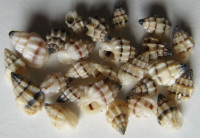 Nassarius cinctellus  (A. Gould, 1850)