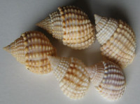 Nassarius conoidalis, (Deshayes, 1833)