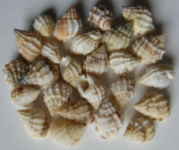 Nassarius horridus , (Dunker, 1847)