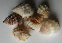 Nassarius horridus , (Dunker, 1847)