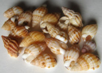 Nassarius incrassatus, (Ström, 1768)