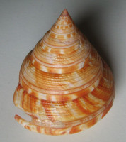 Mikadotrochus salmianus, Rolle, 1898