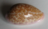Cypraea albuginosa, Gray, 1825
