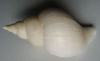 Neptunea fukueae, Kira, T., 1959