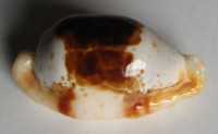 Cypraea stolida, Linné, 1758